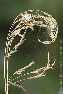 Furrow Orb-weaver Larinioides cornutus