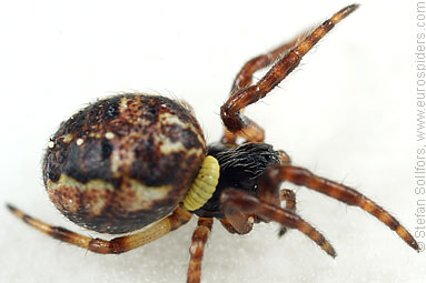 Furrow Orb-weaver Larinioides cornutus