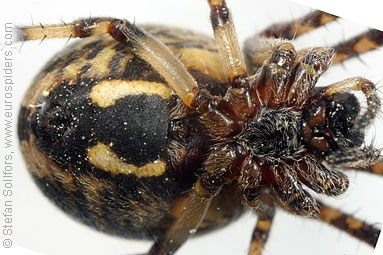 Furrow Orb-weaver Larinioides cornutus