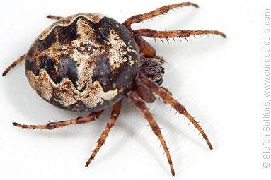 Ornamental orbweaver Larinioides patagiatus