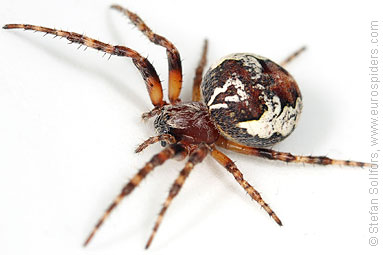 Ornamental orbweaver Larinioides patagiatus