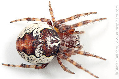 Ornamental orbweaver Larinioides patagiatus