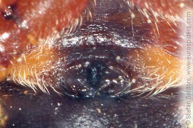 Ornamental orbweaver Larinioides patagiatus
