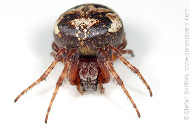 Ornamental orbweaver Larinioides patagiatus