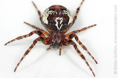 Ornamental orbweaver Larinioides patagiatus