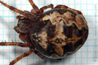 Ornamental orbweaver Larinioides patagiatus