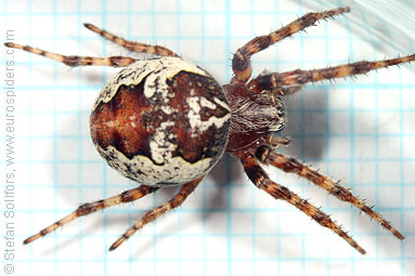 Ornamental orbweaver Larinioides patagiatus