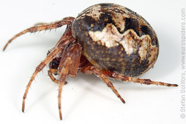 Ornamental orbweaver Larinioides patagiatus