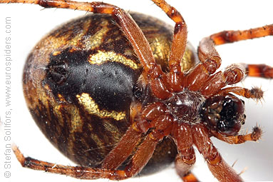 Ornamental orbweaver Larinioides patagiatus