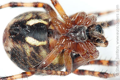 Ornamental orbweaver Larinioides patagiatus