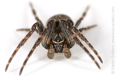 Bridge spider, Bridge orbweaver Larinioides sclopetarius