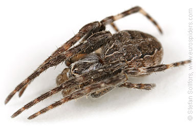 Bridge spider, Bridge orbweaver Larinioides sclopetarius