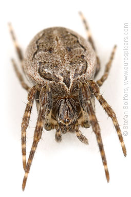 Bridge spider, Bridge orbweaver Larinioides sclopetarius