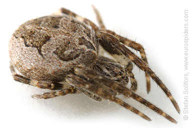 Bridge spider, Bridge orbweaver Larinioides sclopetarius