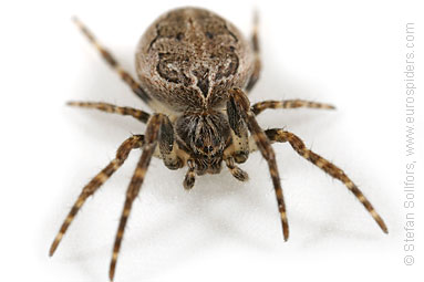 Bridge spider, Bridge orbweaver Larinioides sclopetarius