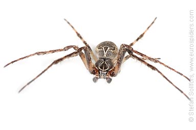 Bridge spider, Bridge orbweaver Larinioides sclopetarius