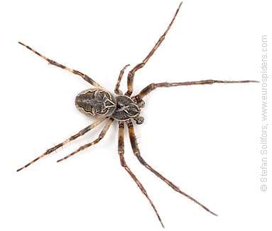 Bridge spider, Bridge orbweaver Larinioides sclopetarius