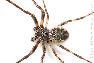 Bridge spider, Bridge orbweaver Larinioides sclopetarius