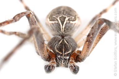 Bridge spider, Bridge orbweaver Larinioides sclopetarius