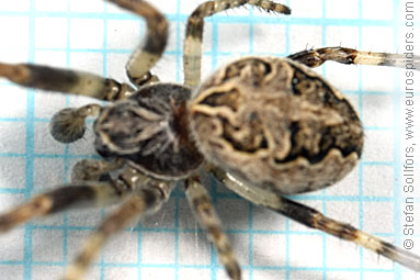 Bridge spider, Bridge orbweaver Larinioides sclopetarius