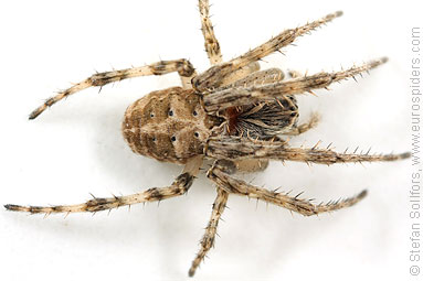 Bridge spider, Bridge orbweaver Larinioides sclopetarius