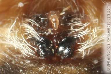 Bridge spider, Bridge orbweaver Larinioides sclopetarius