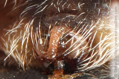 Bridge spider, Bridge orbweaver Larinioides sclopetarius
