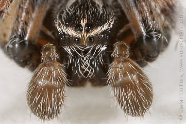 Bridge spider, Bridge orbweaver Larinioides sclopetarius