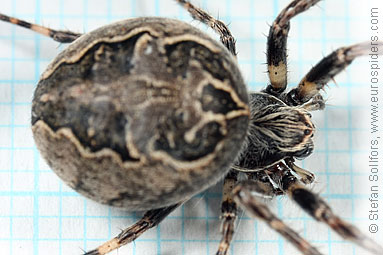 Bridge spider, Bridge orbweaver Larinioides sclopetarius