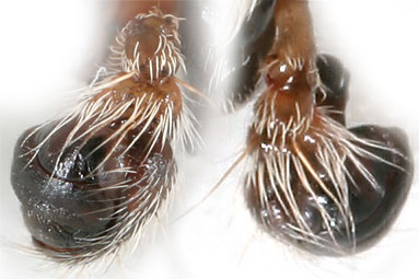 Bridge spider, Bridge orbweaver Larinioides sclopetarius