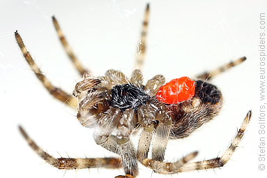 Bridge spider, Bridge orbweaver Larinioides sclopetarius