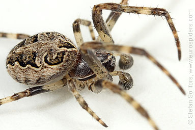 Bridge spider, Bridge orbweaver Larinioides sclopetarius