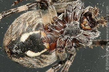 Bridge spider, Bridge orbweaver Larinioides sclopetarius