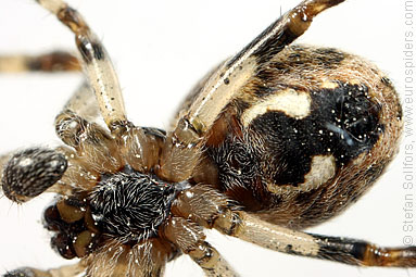 Bridge spider, Bridge orbweaver Larinioides sclopetarius