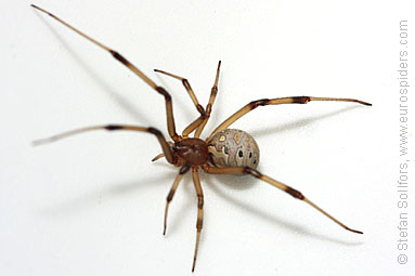 Brown widow Latrodectus geometricus