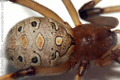 Brown widow Latrodectus geometricus