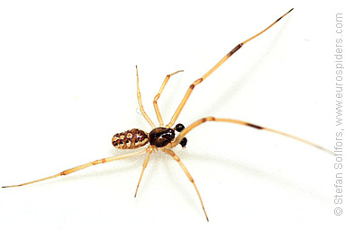 Brown widow Latrodectus geometricus