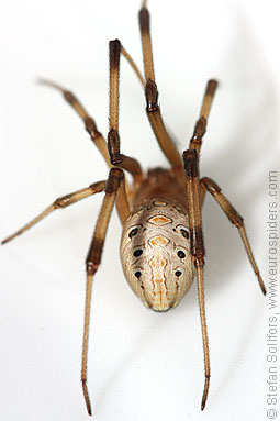 Brown widow Latrodectus geometricus