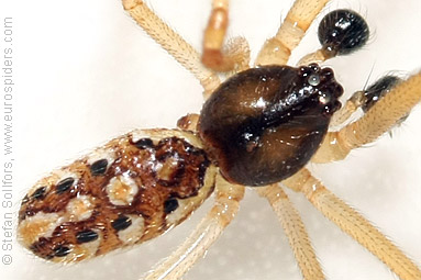 Brown widow Latrodectus geometricus