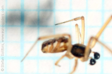 Brown widow Latrodectus geometricus