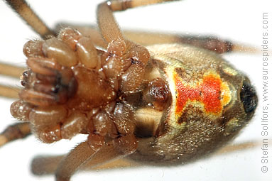 Brown widow Latrodectus geometricus