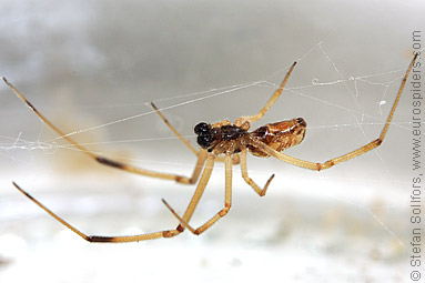 Brown widow Latrodectus geometricus