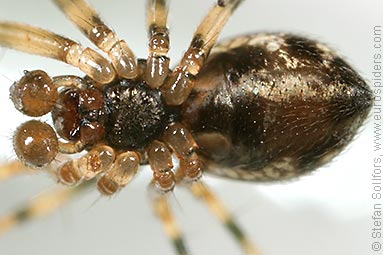 - Lepthyphantes minutus