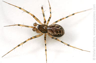 - Lepthyphantes minutus