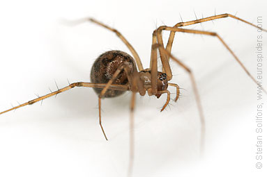 - Leptyphantes nebulosus