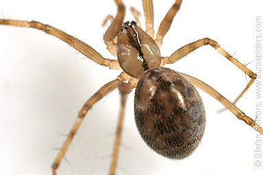 Misty ground-weaver Lepthyphantes nebulosus