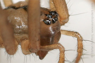 - Leptyphantes nebulosus