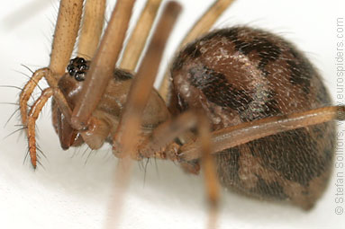 Misty ground-weaver Lepthyphantes nebulosus