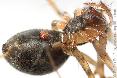 Misty ground-weaver Lepthyphantes nebulosus