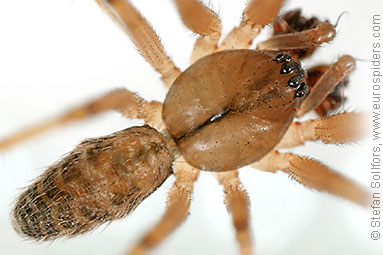 Misty ground-weaver Lepthyphantes nebulosus